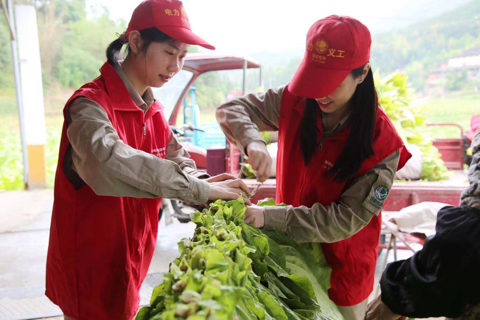 國網(wǎng)福建延平區(qū)供電公司:延伸優(yōu)質服務 助力煙農增產增收